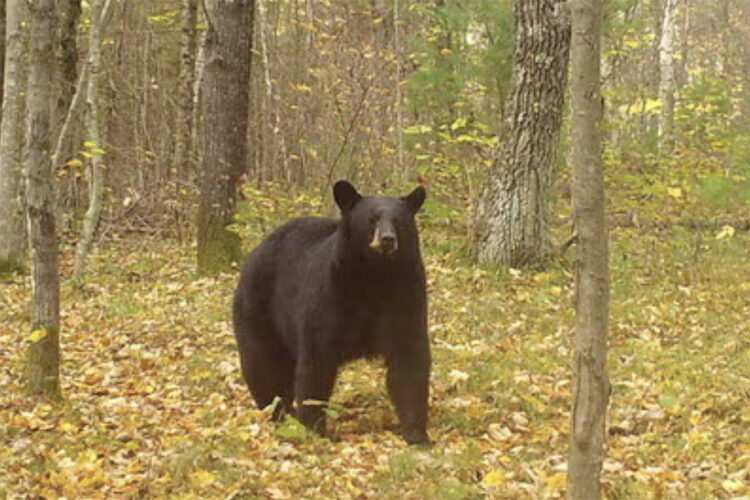 Wisconsin to issue most licenses ever for this fall’s bear hunt